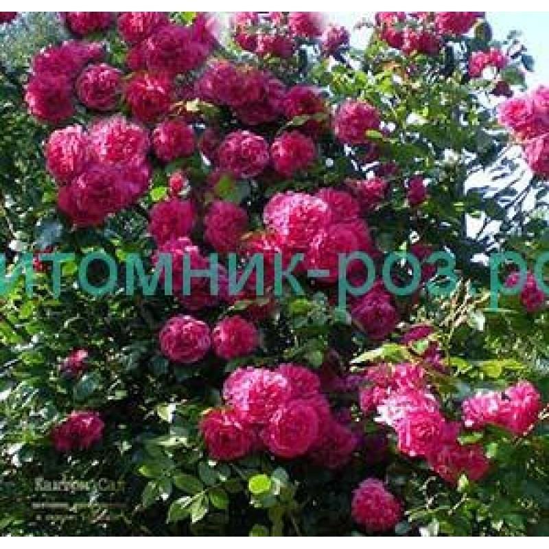 Роза «Лагуна» (27 фото): описание плетистого сорта, особенности роз «Лагуны Свит». Можно ли выращивать их в саду в Подмосковье?